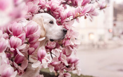 Magnolienblüte in Salzburg